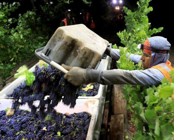 A worker in a headlamp empties a tub of freshly harvested grapes into a larger container, surrounded by grapevines at night.