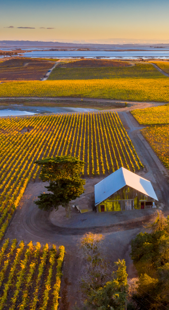 Aerial view of a vineyard at sunset with a barn in the foreground, rows of grapevines, and water in the distance.