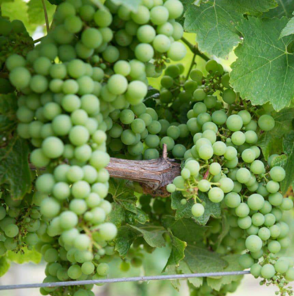 A close-up of green grapes growing in clusters on a vine, surrounded by green leaves.