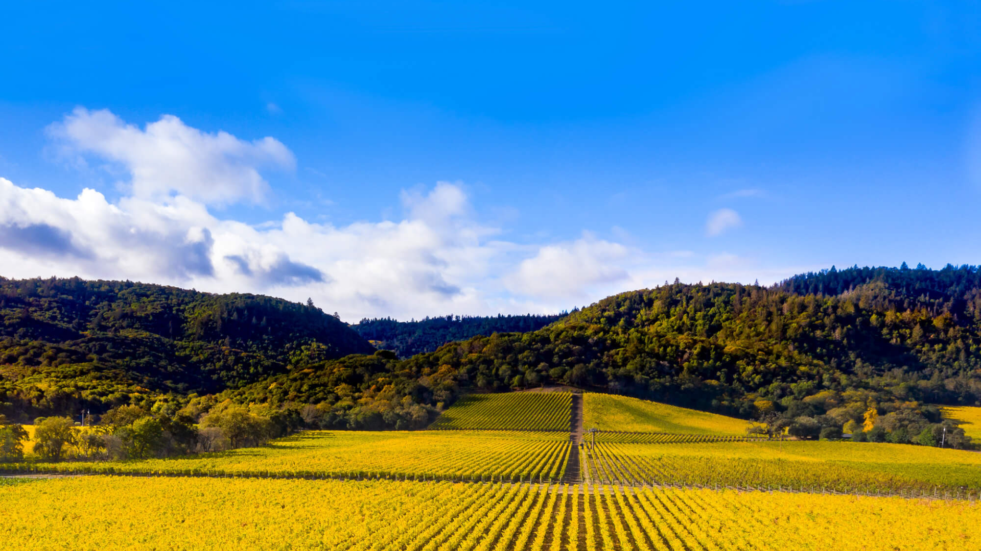 A vast vineyard stretches across rolling hills under a blue sky with scattered clouds. Rows of grapevines run parallel, and the landscape is lush with greenery.