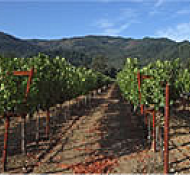 A well-kept vineyard with rows of grapevines under a blue sky, framed by distant hills.