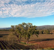 A scenic landscape featuring rows of vineyards under a partly cloudy sky with a tall tree in the middle and distant hills in the background.