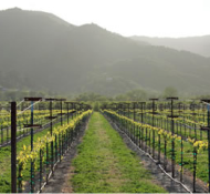 Rows of grapevines in a vineyard stretch towards distant rolling hills under a hazy sky.