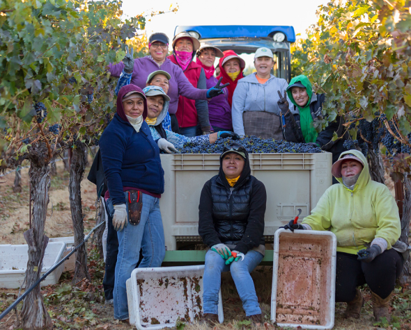 A group of vineyard workers posing in front of a crate filled with grapes, with vines and a tractor in the background.