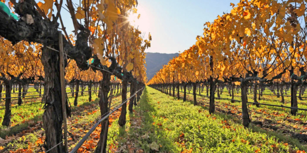 Rows of grapevines with golden leaves under the bright sun in a vineyard during autumn.