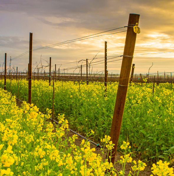 A vineyard with bright yellow flowers growing between the rows of grapevines under a cloudy sky at sunset.