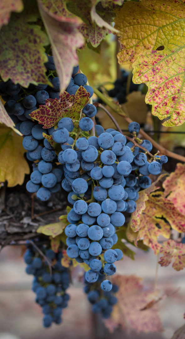 Clusters of purple grapes hang from a vine surrounded by green and red-hued leaves.